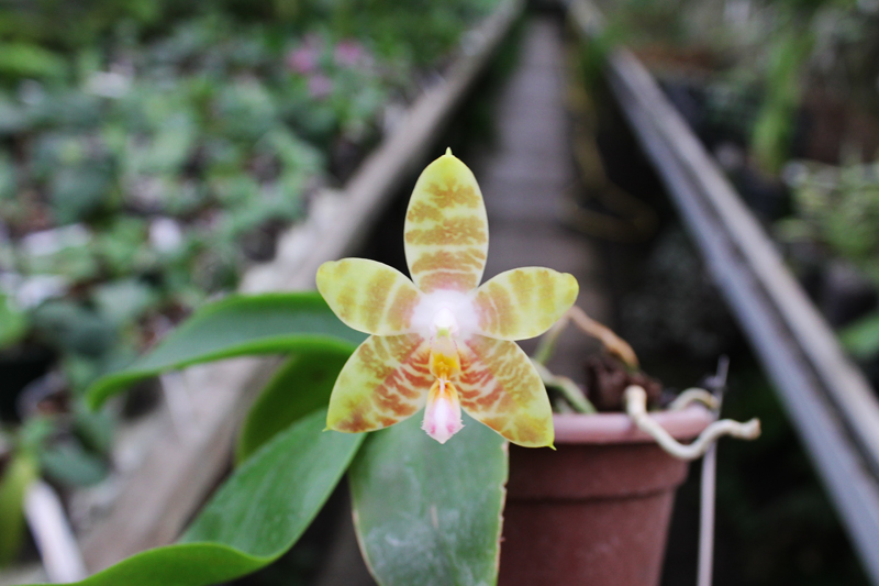 Phalaenopsis amboinensis x Phalaenopsis Penang Girl.jpg