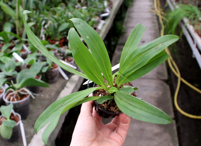 Dracula cordobae.JPG