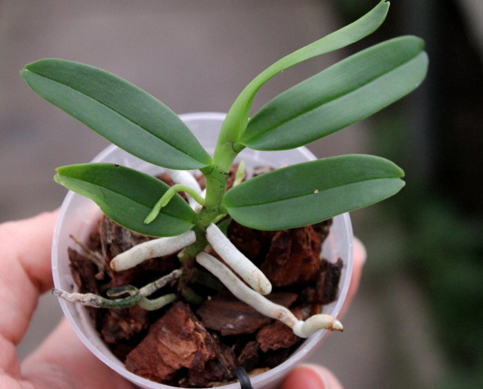 Diploprora truncata.JPG