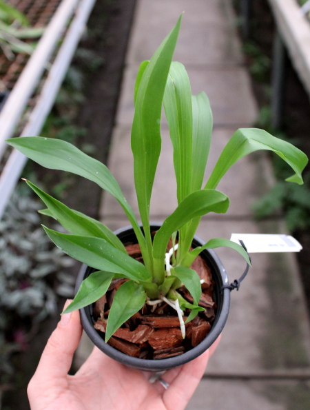 Cochleanthes discolor.JPG
