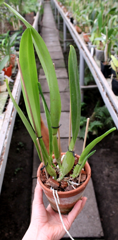 Brassolaeliocattleya Delta King Tangerglow (George King x John Sexton).JPG