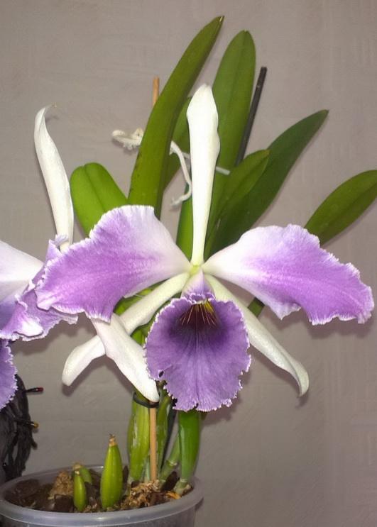 Lc Roebling Blue Indigo2.jpg