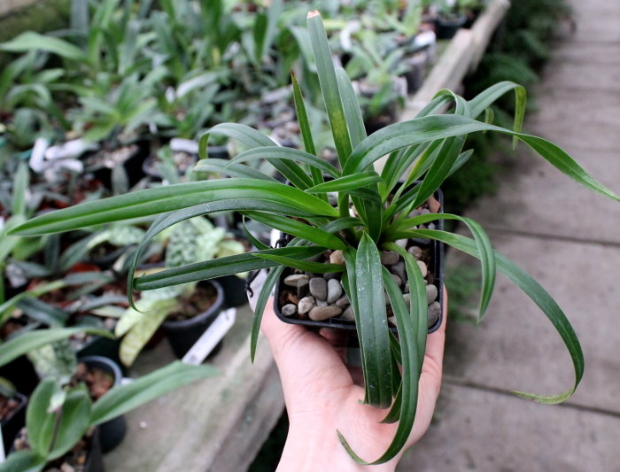 Phragmipedium Memoria Garren Weaver (pearcei x wallisii).JPG