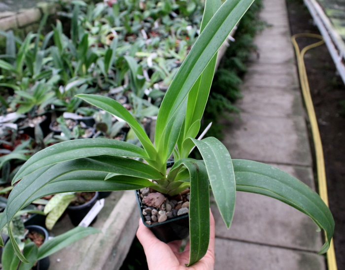 Phragmipedium Inca Fire (Andean Fire x besseae).JPG