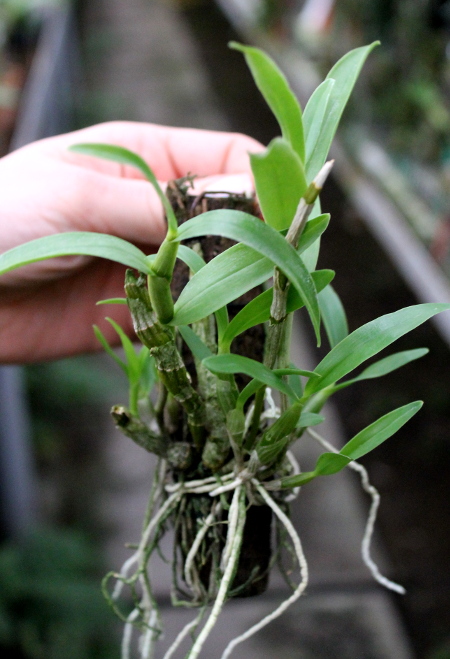Dendrobium Gold Papillon 'Liberty Bell'.JPG
