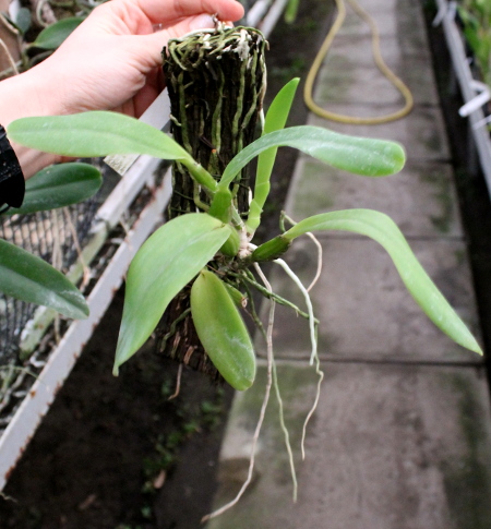 Cattleya labiata rubra integra-orlata-pincelada x Laelia pumila 'Ruby Queen'.JPG