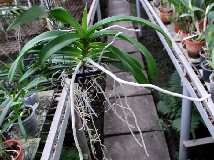 Vanda denisoniana x (Rhy coelestis x Vanda flabellata).JPG