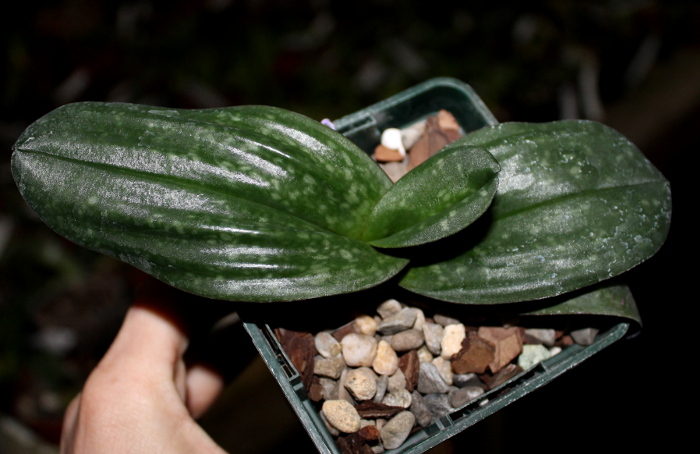 Paphiopedilum bellatulum2.JPG