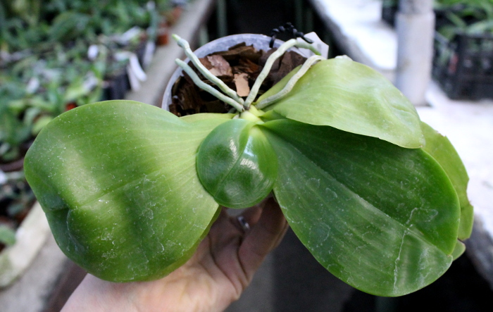 Phalaenopsis Yaphon Skype x (violacea alba x speciosa 'C -1').JPG