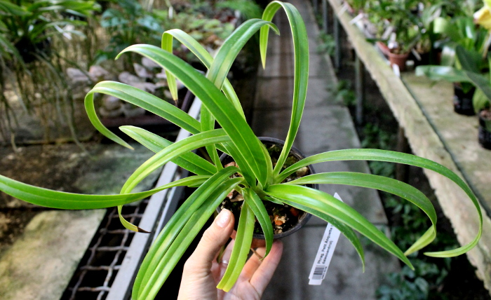 Phragmipedium Petit Anquette (pearcei x dalessandroi).JPG