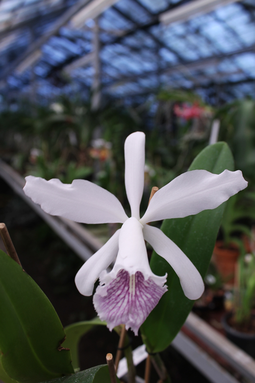Cattleya Dominiana.jpg