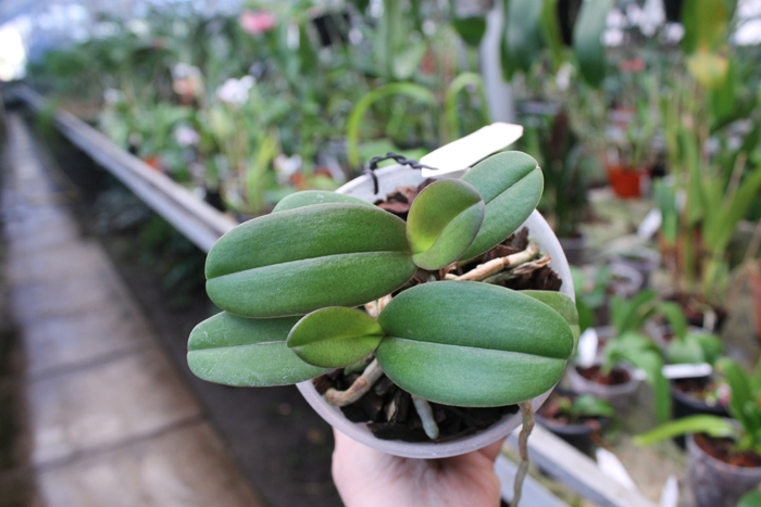 Doritaenopsis Lius Sakura.jpg