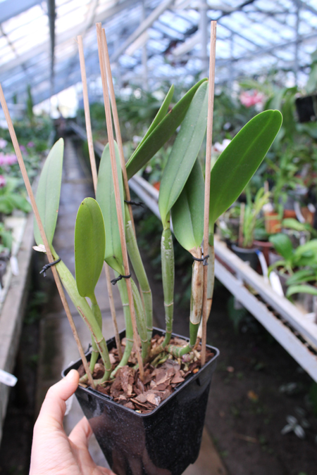 Cattleya lueddemanniana tipo 'Royal Flash' x Cattleya lueddemanniana tipo 'Drago'.jpg