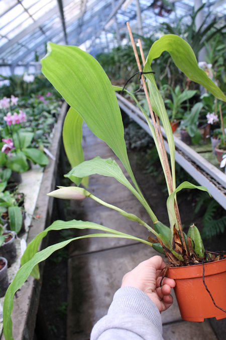 Lycaste Fire Bird.jpg