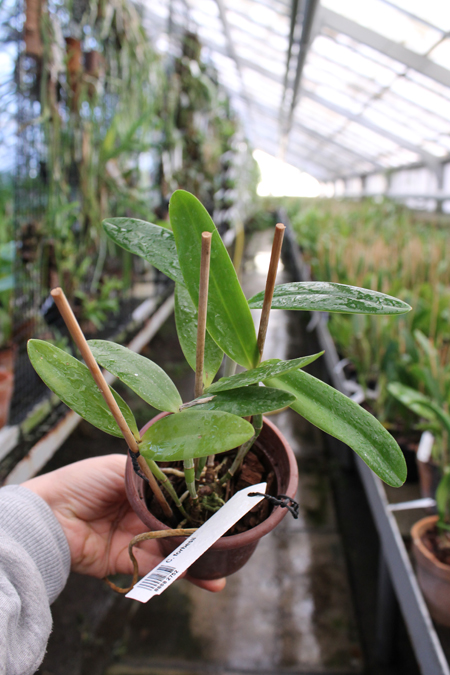 Cattleya forbesii.jpg