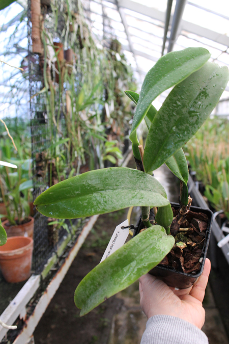 Cattleya warneri var alba ('Select' x 'MAJ').jpg