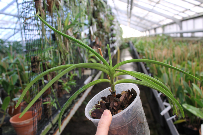 Ascocentrum curvifolium.jpg