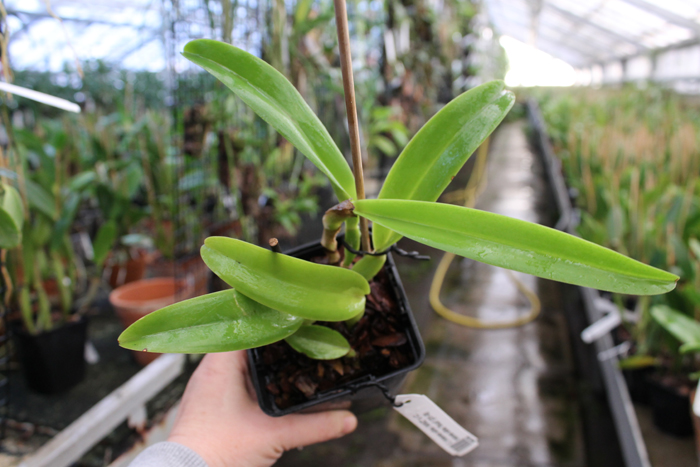 Cattleya maxima semi-alba 'La Pedrena'.jpg