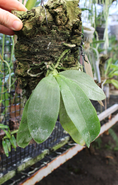 Phalaenopsis violacea alba.jpg