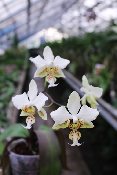 Phalaenopsis stuartiana.jpg