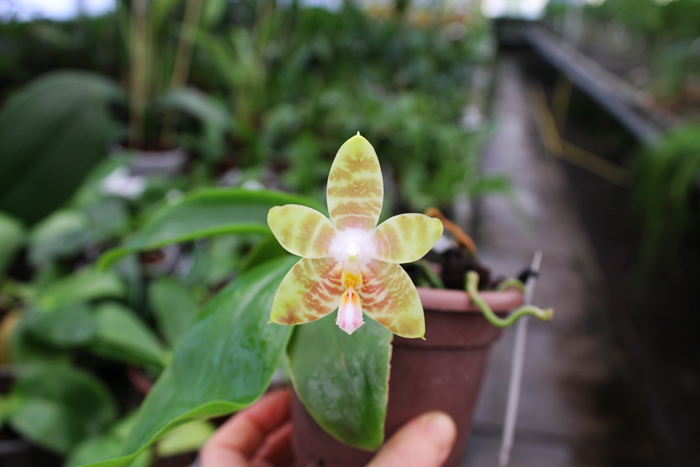 Phalaenopsis amboinensis x Phalaenopsis Penang Girl.jpg