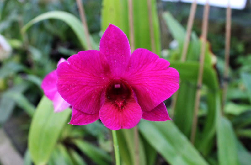 Dendrobium Red - Black.jpg