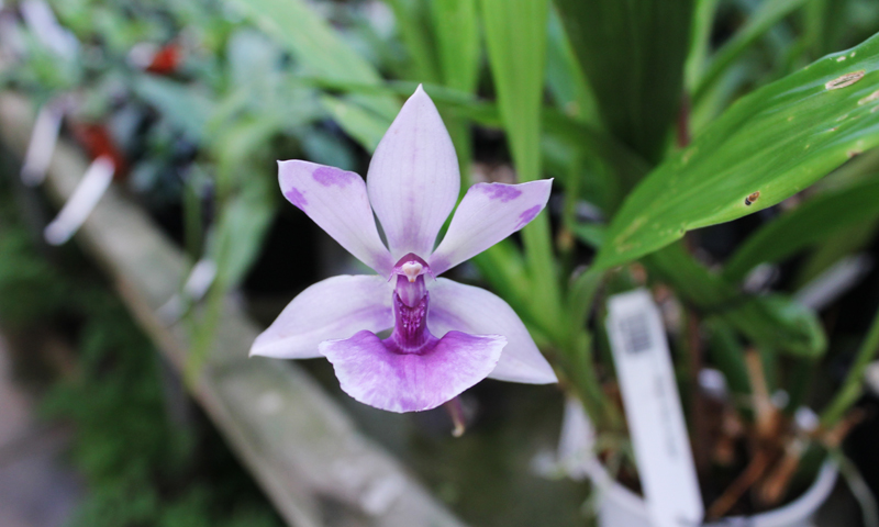 Zygopetalum 'Rhein Blue Angel'.jpg