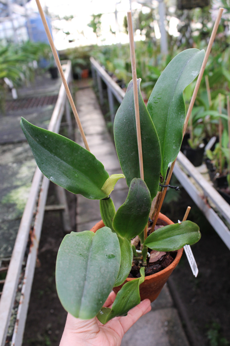 Brassolaeliocattleya Haadyai Delight 'Bangprom Gold'.jpg