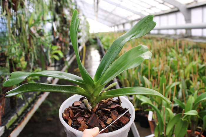 Rhynchostylis gigantea spot.jpg