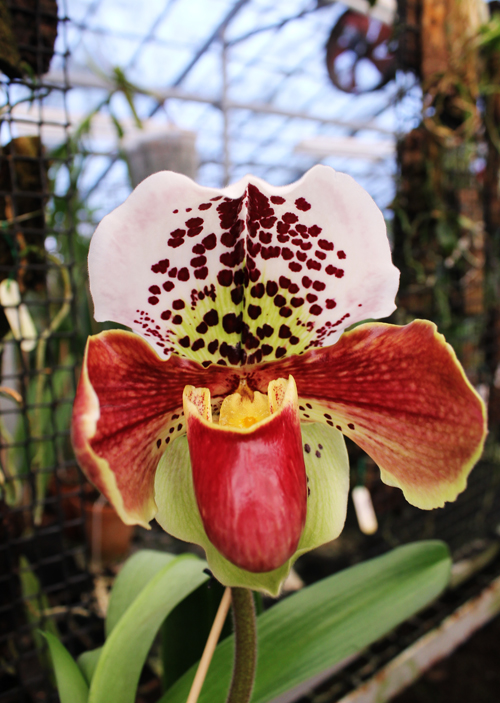 Paphiopedilum (Morgana Spots x Mingo) x Big Smile.jpg