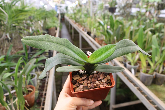 Paphiopedilum delenatii x Paphiopedilum Deena Nicol 'In-Charm'.jpg