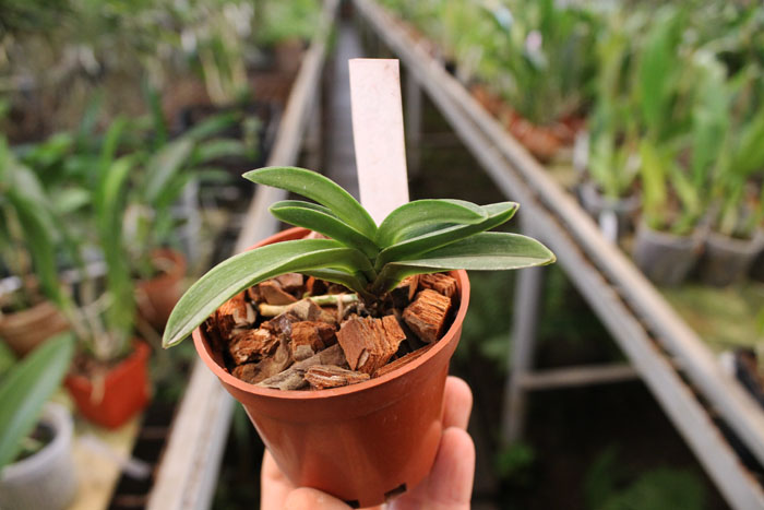 Neofinetia falcata Yodonomatsu.jpg