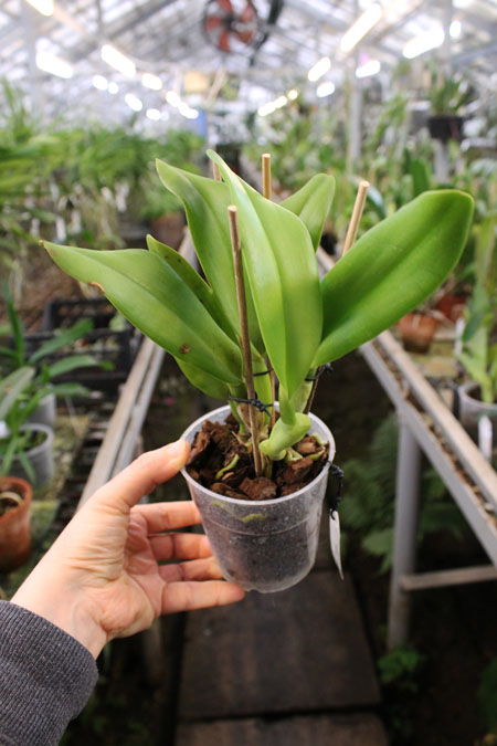 Brassolaeliocattleya Emily Simmons 'Mendenhall'.jpg