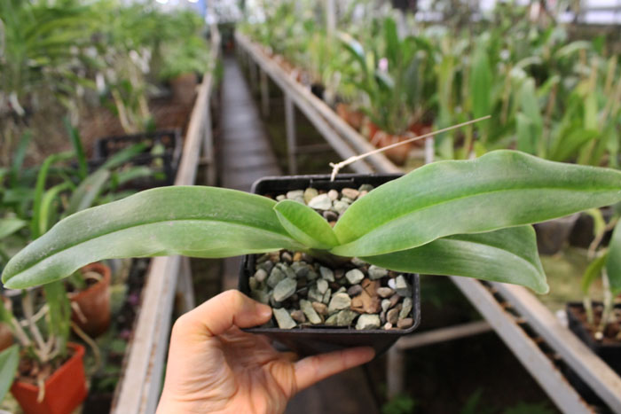Paphiopedilum Hung Sheng Knight (moquetteanum x hangianum).jpg