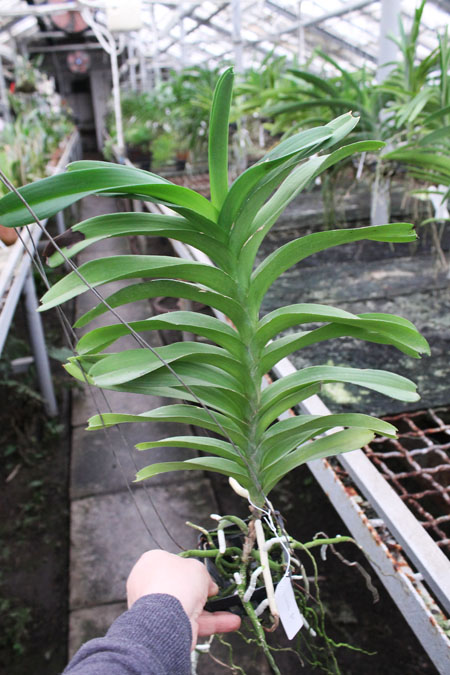 Vanda coerulea.jpg