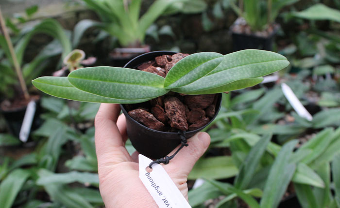 Paphiopedilum godefroyae var angthong x stonei.jpg