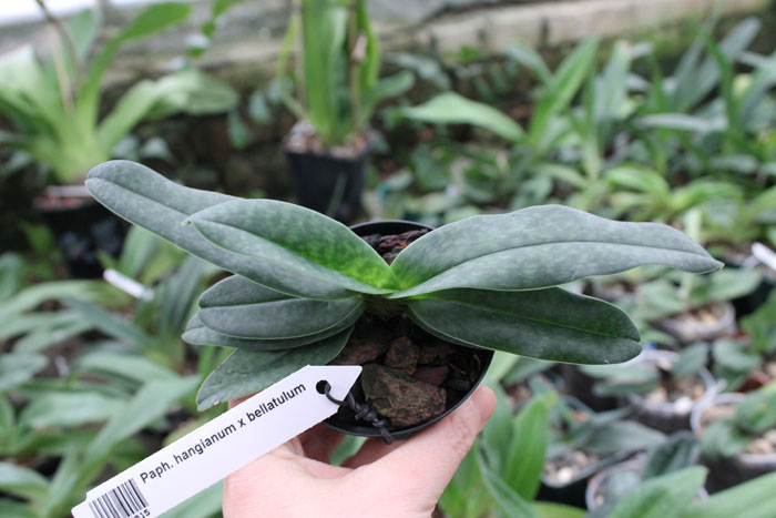 Paphiopedilum hangianum x bellatulum.jpg