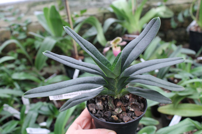 Paphiopedilum In Charm Handel (hangianum x delenatii).jpg