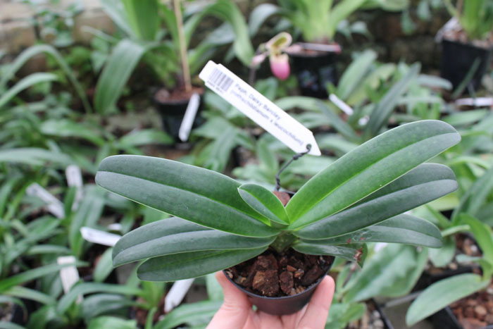 Paphiopedilum Daisy Barclay (rothschildianum x leucochilum).jpg
