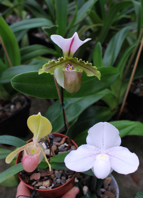 Paphiopedilum.jpg