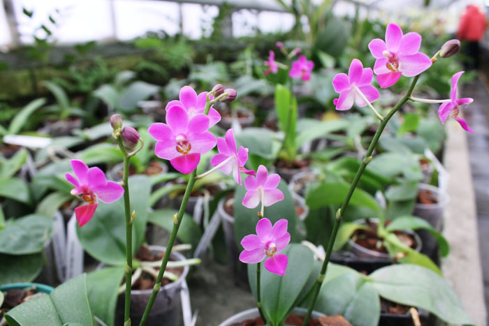 Phalaenopsis Liu's Berry 'SW'.jpg