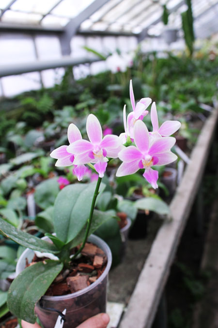 Phalaenopsis Cornustris x (Gelbliber x Princess Kaiulani) x Phalaenopsis Chiada Ziv.jpg