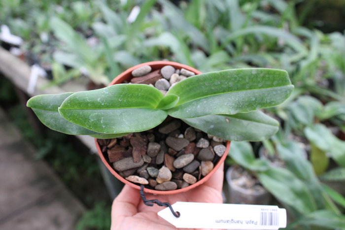 Paphiopedilum hangianum.jpg