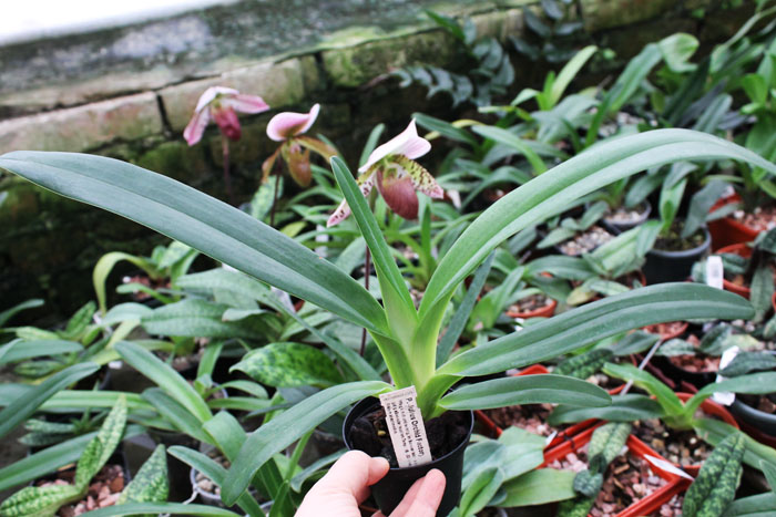Paphiopedilum Julius Orchidfactory (rothschildianum x lowii).jpg