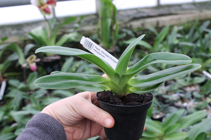 Paphiopedilum Michael Koopowitz x hangianum.jpg