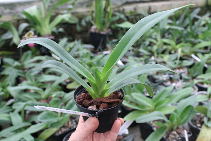 Paphiopedilum Berenice (lowii x philippinense).jpg