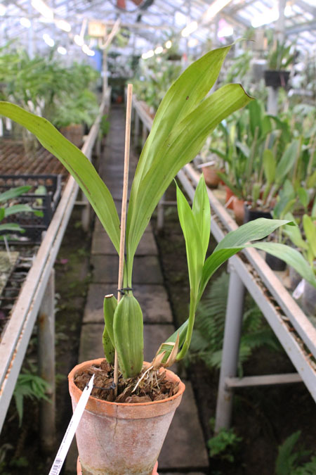 Coelogyne pandurata.jpg