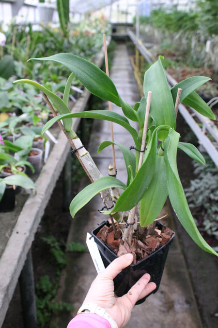 Dendrobium Doraemon.jpg