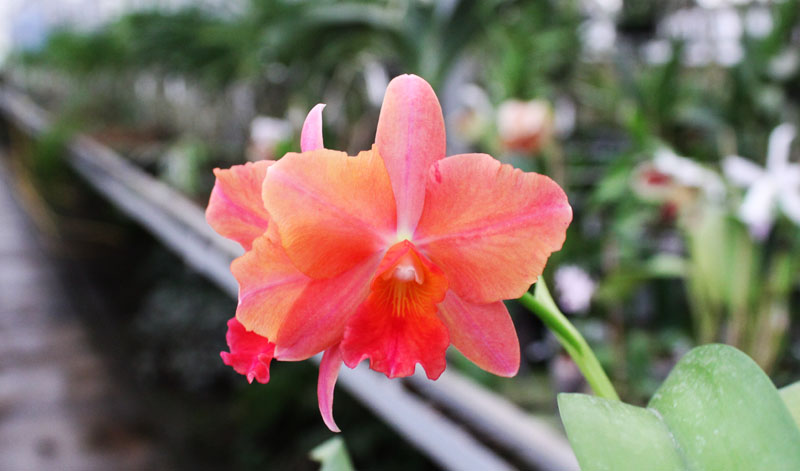 Cattlianthe Sunrise Doll 'AV'.jpg