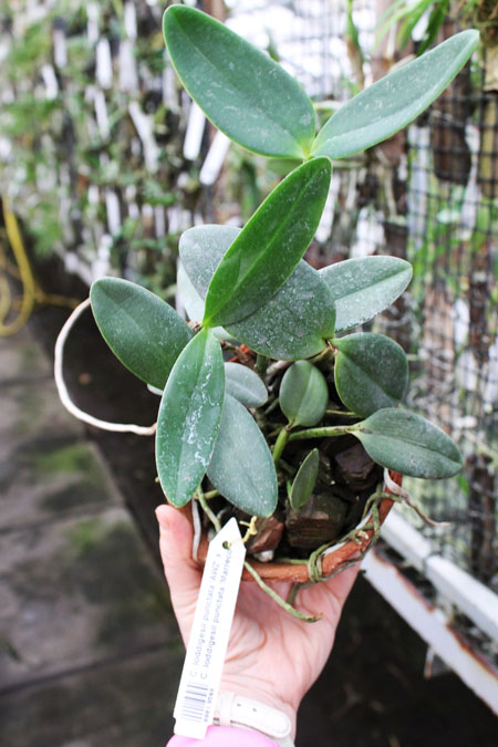 Cattleya loddigesii punctata 'AWZ' x Cattleya loddigesii punctata 'Marreco'.jpg